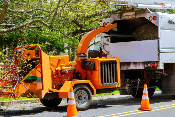 How Our Tree Care Process Works  in Raven, VA